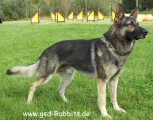 Amigo vom Heringsmoor